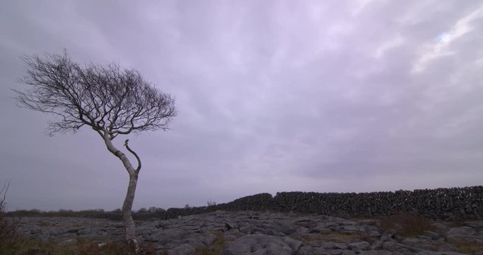 Burren Ireland limestone karst landscape WS tree wall