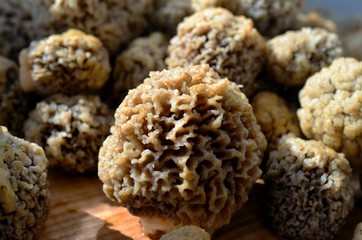Mushrooms morels on a wooden board.