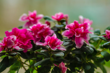 Fototapeta na wymiar pink azalea. flower in a pot
