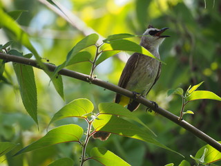 Beautiful bird. Close up on bird