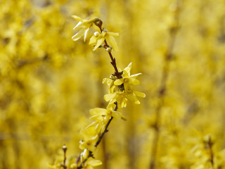 Fleurs jaunes, or et brillantes du Forsythia hybride ou Forsythia de Paris (Forsythia ×intermedia)