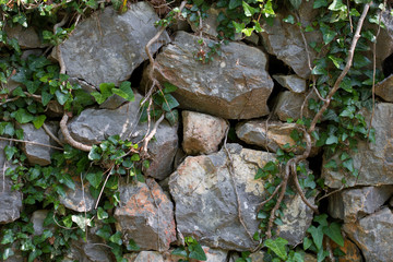 Beautiful Ivy on a old stone wall.