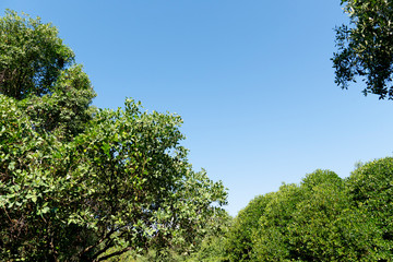 Beautiful twigs and trees under the blue sky.