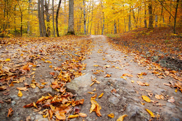 autumn beautiful road in  forest