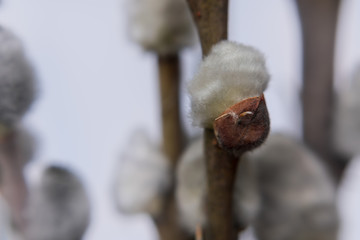 willow fluffy buds close up. selective focus
