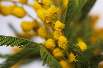 yellow mimosa close up. selective focus