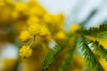 yellow mimosa close up. selective focus