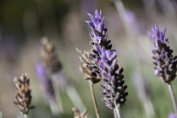 Lavander Flower