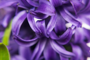 purple hyacinth flowers and buds close up