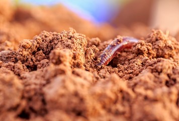 Closeup macro photo of an earthworm in fertile soil on a warm summer day