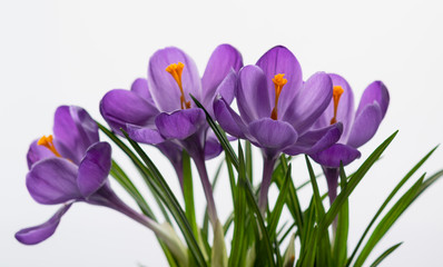 closeup of lilac crocuses on white background. spring mood. selective focus