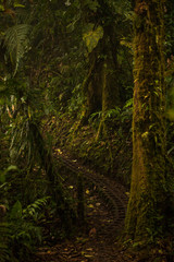 Monteverde Cloud Forest Reserve in Costa Rica
