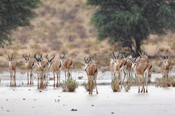 Spring-buck happily excepting the refreshing rain for the first time in the new raining season. Kgalagadi Transfrontier Park. Antidorcas marsupialis
