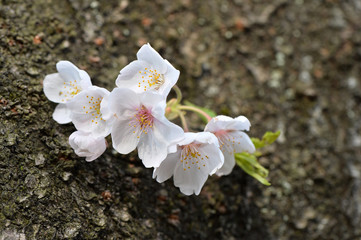 桜の花びら