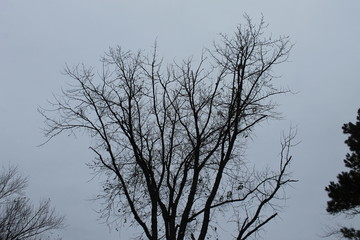 Obraz premium tree and sky