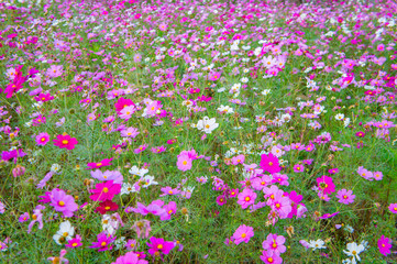 コスモス畑、ひたちなか海浜公園、日本