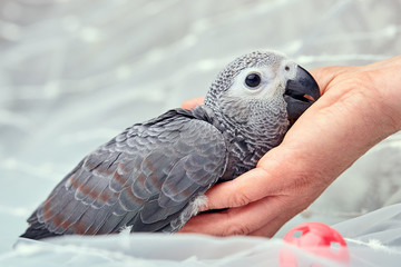 Manual chick Jaco at the age of three months posing and playing.
