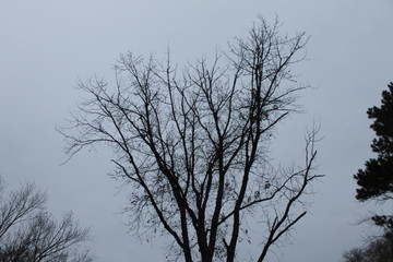 tree and sky