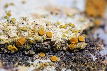 Common orange lichen (Xanthoria parietina) on a pebble