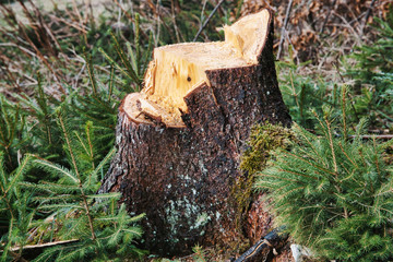 Remains of the sawn trunk. Stump in the forest