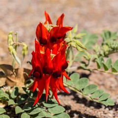 Swainsona formosa (Sturt's Desert Pea)