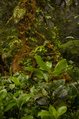 Image of beautiful parasitic plants and flowers on tree in the Monteverde Cloud forest