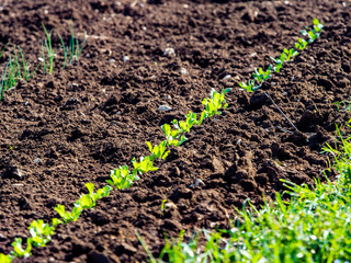 small vegetable plants in the countryside land grow, green and lush
