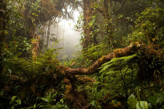 Monteverde Cloud Forest Reserve in Costa Rica
