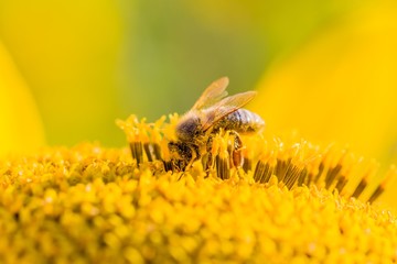 Honey bee covered with yellow pollen collecting sunflower nectar. Animal sitting at summer sun...