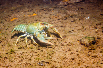 River cancer on the sandy bottom.