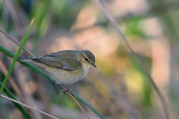 Chiffchaff - Phylloscopus collybita, Greece