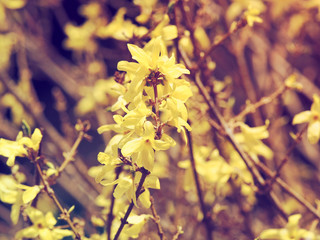 Le Forsythia hybride ou Forsythia de Paris (Forsythia &times;intermedia) aux rameaux garnis de fleurs jaunes or brillantes de printemps