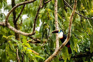 Toucan in Surinam