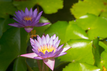 lotus in pond with a dragonfly