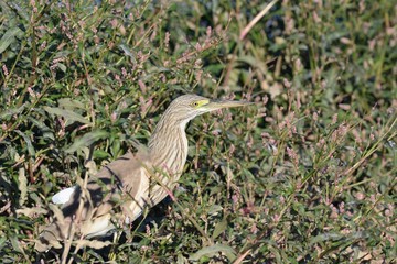 Squacco Heron (Ardeola ralloides), Crete