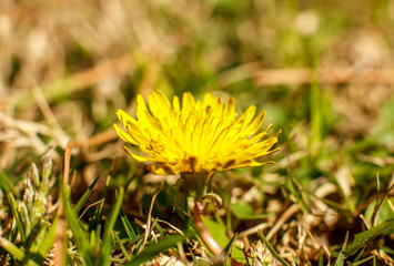 Yellow dandelion in the spring. Macro shooting, selective focus