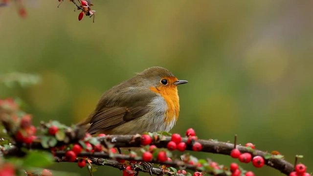 robin on branch