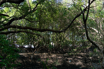 Fototapeta premium The integrity of the mangrove forest. Landmark of Park Nam Rayong.