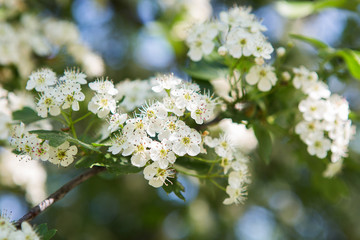 Flowering branches of hawthorn. The first spring greens, bokeh, spring sunny day.