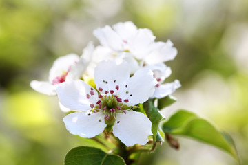Obraz premium Flowers pears on a green background. Spring sunny day.