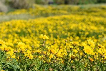 Obraz premium Yellow flowers in the meadow with green grass, daisies near the sea