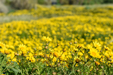 Yellow flowers in the meadow with green grass, daisies near the sea