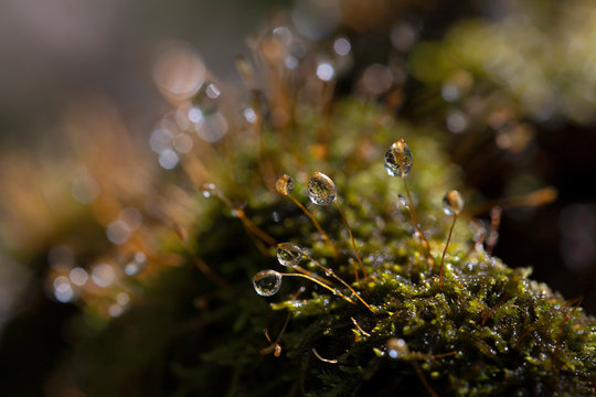 Hypnum moss cypress with dew in the forest, close-up, bokeh