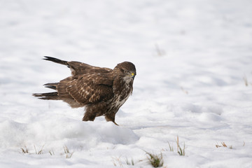 Common buzzard in the snow