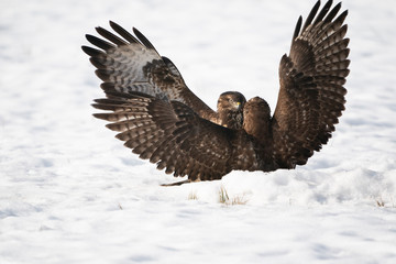 Fighting Common buzzards