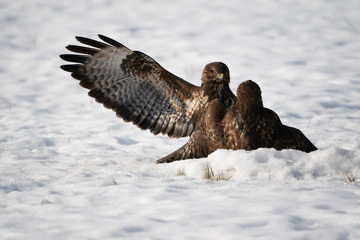 Fighting Common buzzards