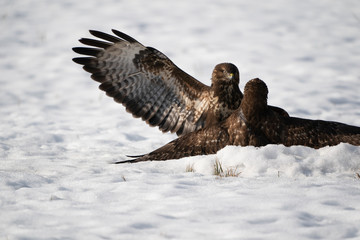 Fighting Common buzzards