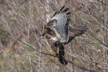 Common buzzard