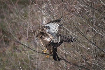 Common buzzard