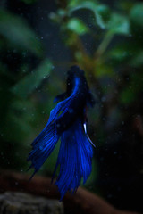 niebieska ryba2